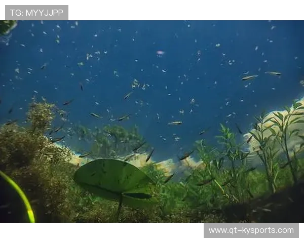 专家提醒：海洋与湖泊水域游泳需防止对生态系统扰动
